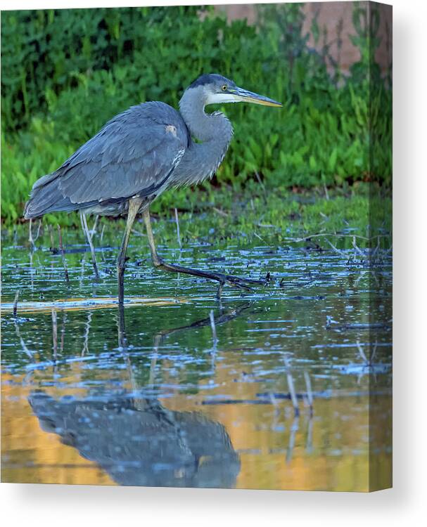 Great Canvas Print featuring the photograph Great Blue Heron 5745-020418-1cr by Tam Ryan