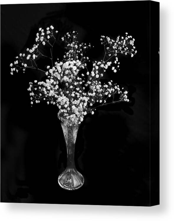 Black And White Canvas Print featuring the photograph Gypsophila Black and White by Terence Davis