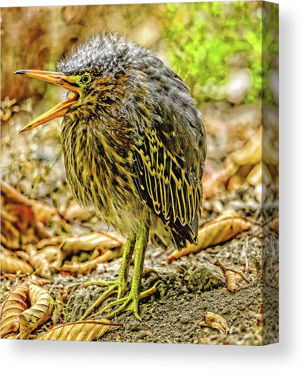 Green Heron Canvas Print featuring the photograph Hello World by Jerry Cahill
