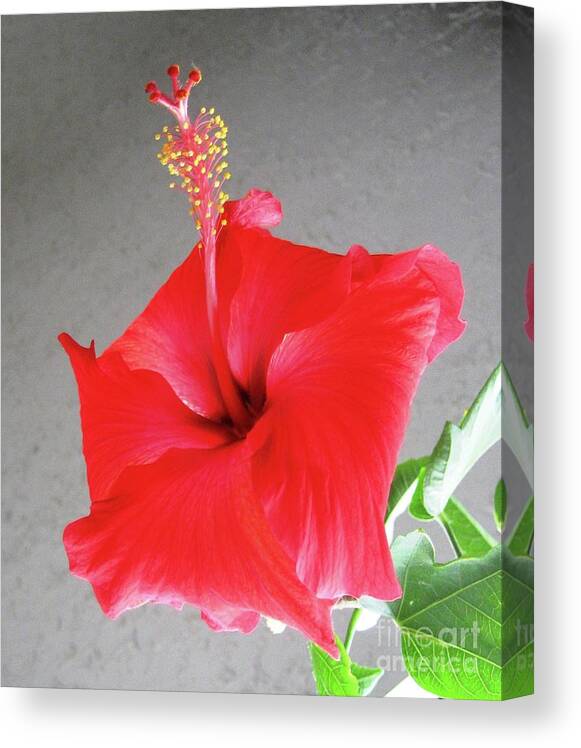 Hibiscus Canvas Print featuring the photograph Hibiscus #2 by Cindy Schneider