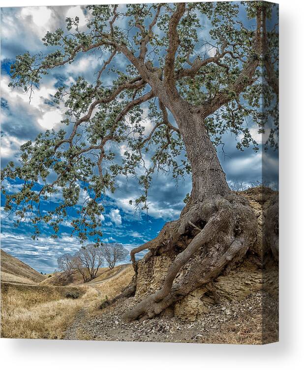 Antioch Canvas Print featuring the photograph Holding On by Robin Mayoff