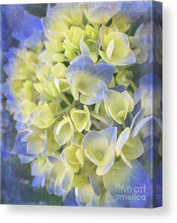 Flora Canvas Print featuring the photograph Hydrangea by Cathy Alba