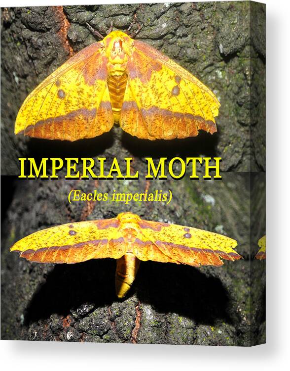 Imperial Moth Educational Canvas Print featuring the photograph Imperial Moth educational by David Lee Thompson