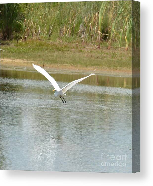 In Flight Canvas Print featuring the photograph In Flight by Maria Urso