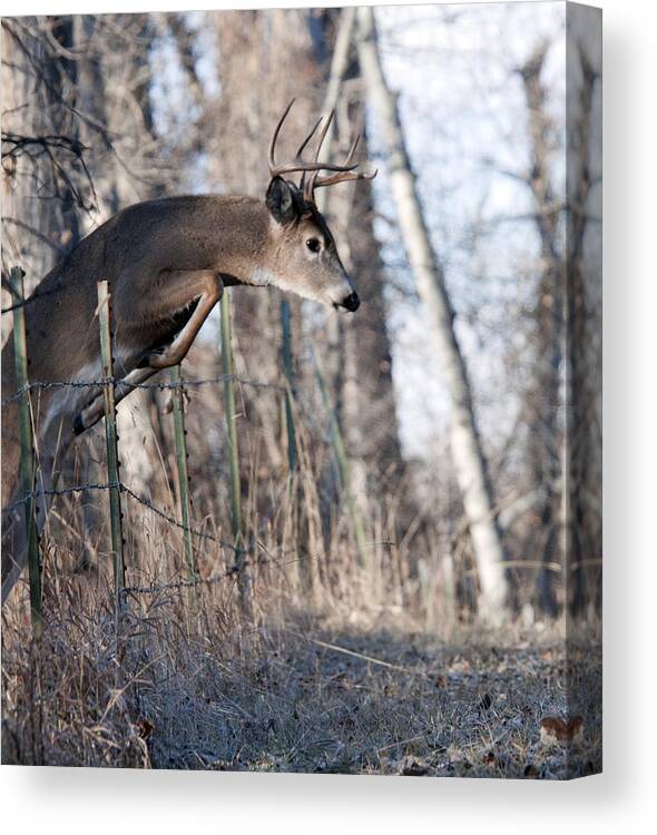 Buck Canvas Print featuring the photograph Jumping White-tail Buck by Gary Beeler