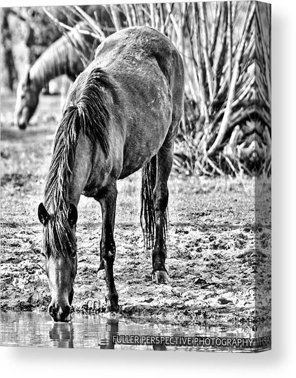 Horses Canvas Print featuring the photograph Led To Water by Chad Fuller