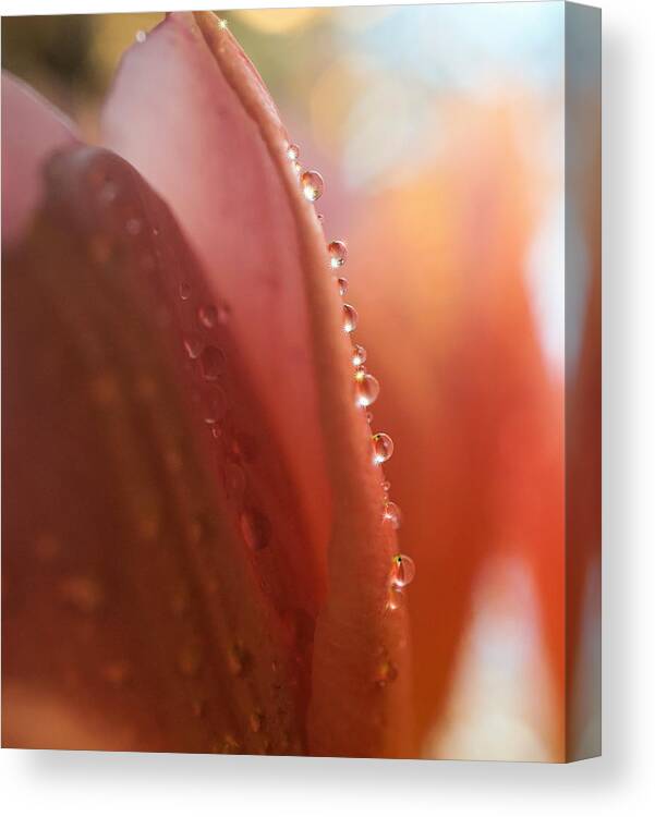 Gentle Canvas Print featuring the digital art Light in every drop by Lilia S
