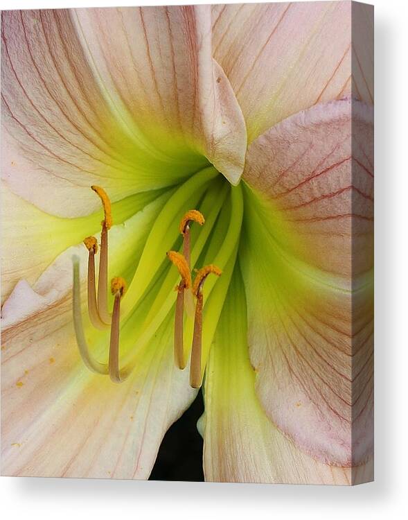 Flora Canvas Print featuring the photograph Lilies Delight by Bruce Bley