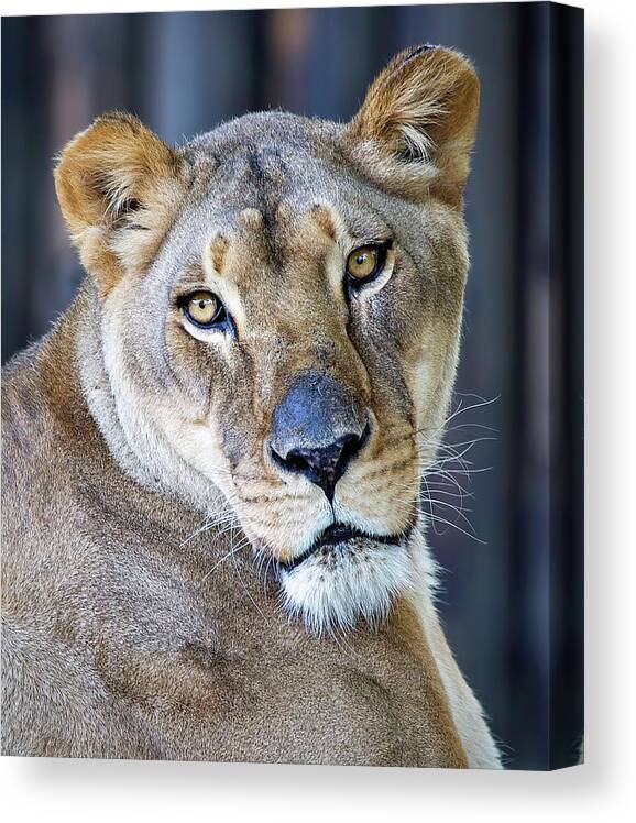 Lion Canvas Print featuring the photograph Lion by Deborah Penland