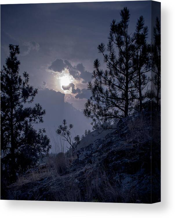 Rattlesnake Mt Canvas Print featuring the photograph Little Pine by Troy Stapek