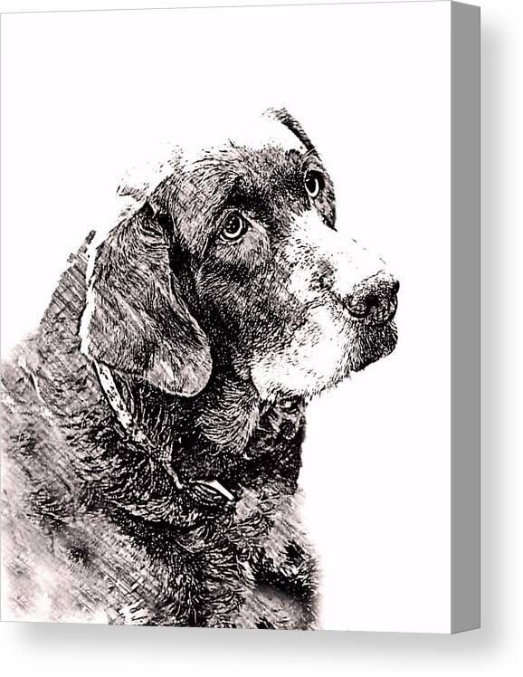 Portrait Canvas Print featuring the photograph Lost Dog by Morgan Carter