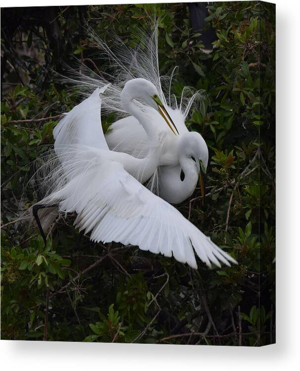 Great Egret Canvas Print featuring the photograph Love is in the air by Jim Bennight
