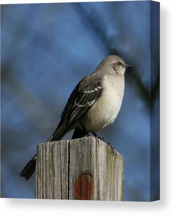 Mocking Canvas Print featuring the photograph Mocking Bird by Cathy Harper