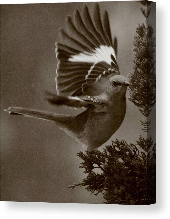 Mockingbird Canvas Print featuring the photograph Mockingbird In A Pine by Christopher J Kirby