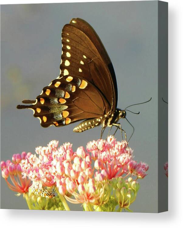 Morning Beauty Canvas Print featuring the photograph Morning Beauty by Emmy Marie Vickers