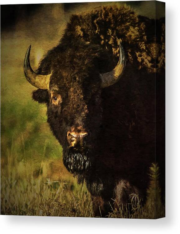 Bison Canvas Print featuring the photograph North American Buffalo by Lou Novick