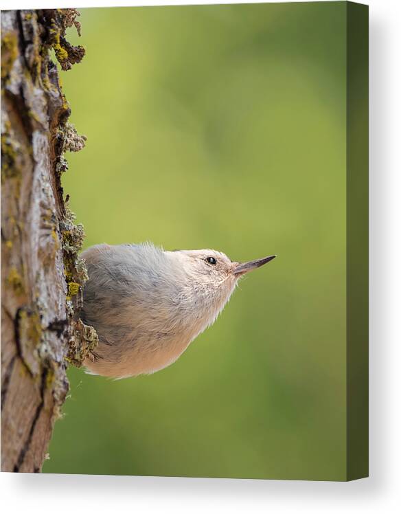 Loree Johnson Photography Canvas Print featuring the photograph Nuthatch in Deep Thought by Loree Johnson