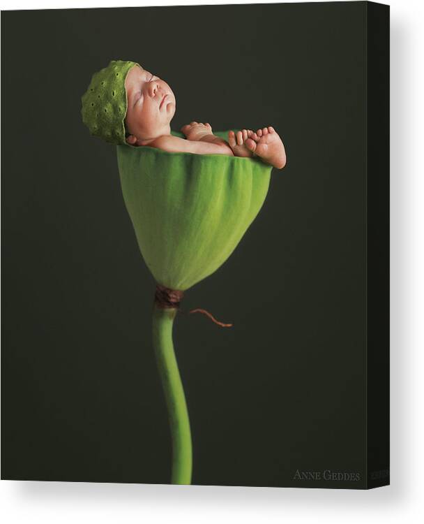Lotus Canvas Print featuring the photograph Nyah in Lotus Bud by Anne Geddes