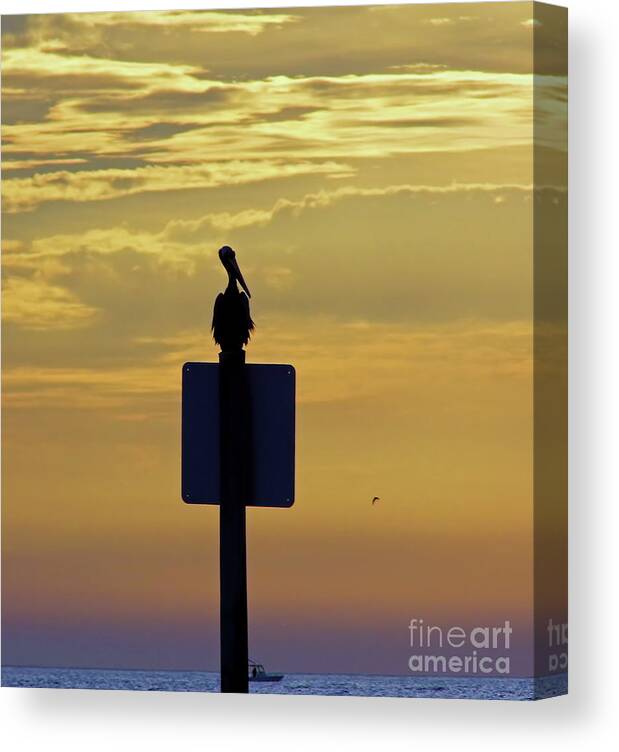 Sunset Canvas Print featuring the photograph Pelican At Sunset by D Hackett