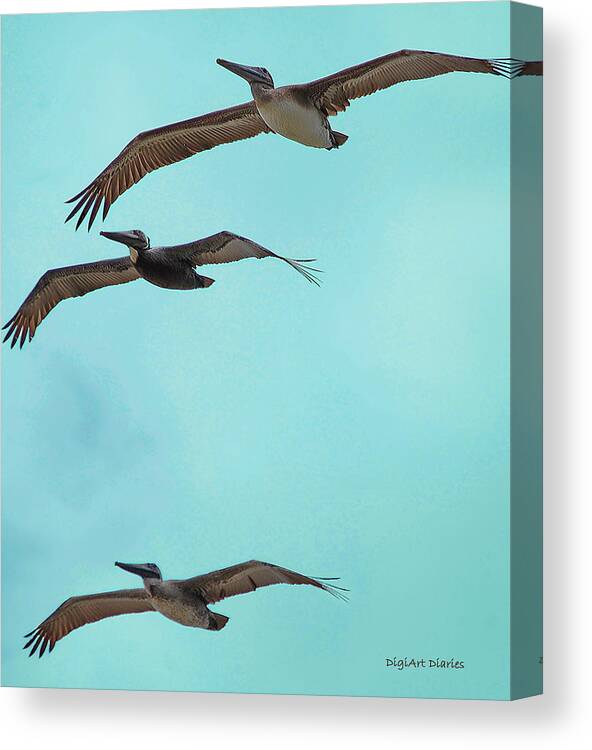 Pelican Canvas Print featuring the digital art Pelican Trio by DigiArt Diaries by Vicky B Fuller