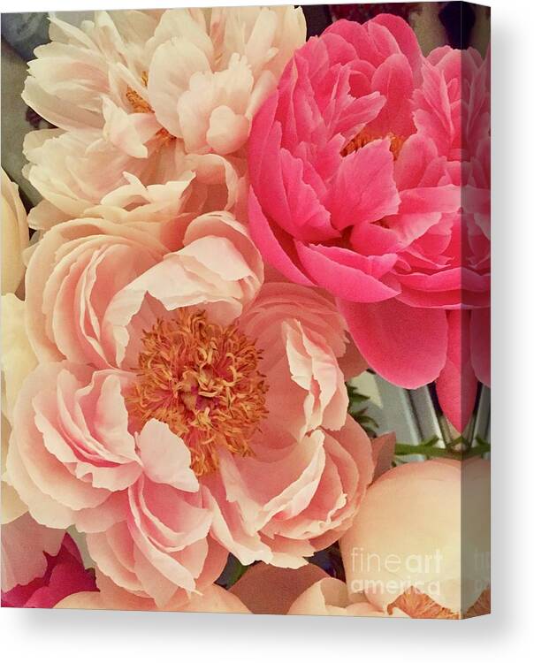 Peonies Pink Petals Light Canvas Print featuring the photograph Peony Series 1-3 by J Doyne Miller