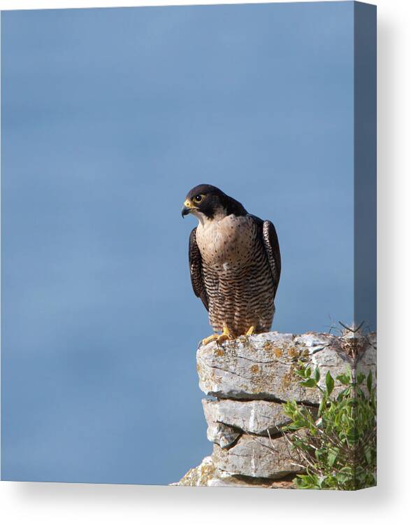 Peregrine Canvas Print featuring the photograph Perched Peregrine Falcon by Pete Walkden