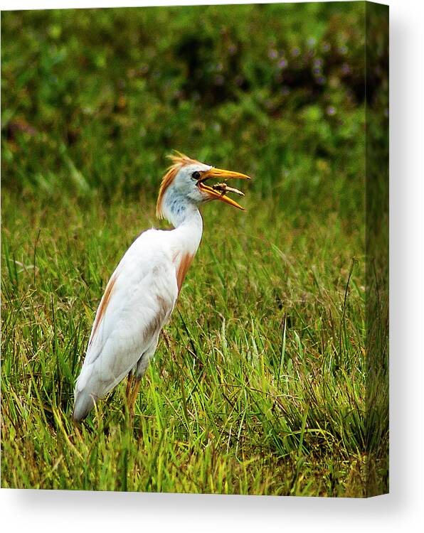 Cattle Egret Canvas Print featuring the photograph Pest Control by Norman Johnson
