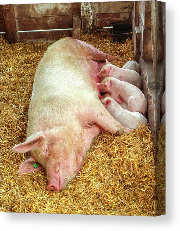 Agriculture Canvas Print featuring the photograph Piglets Nursing in Barn by Tom Potter