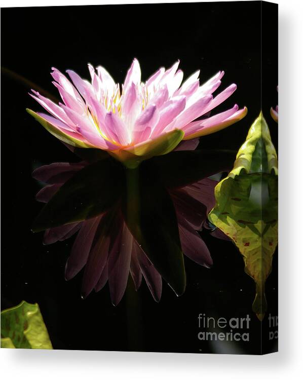 Pink Canvas Print featuring the photograph Pink Reflection Lotus Waterlily by Jackie Irwin