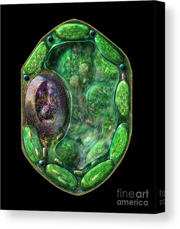 Biological Canvas Print featuring the digital art Plant Cell by Russell Kightley