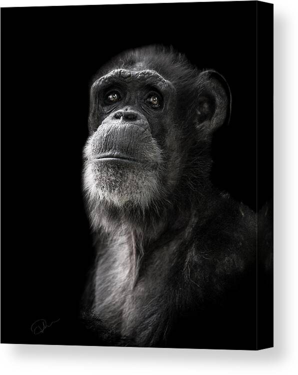 Chimpanzee Canvas Print featuring the photograph Ponder by Paul Neville