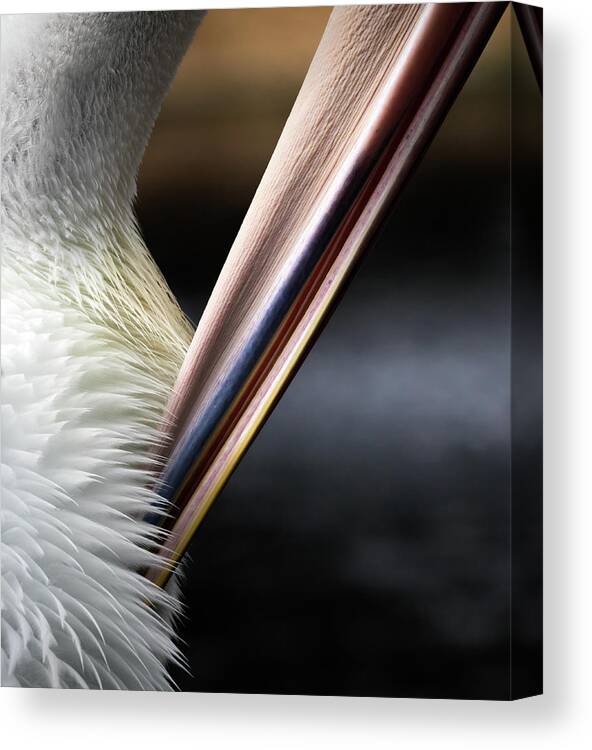 Pelican Canvas Print featuring the photograph Preen by Diana Andersen