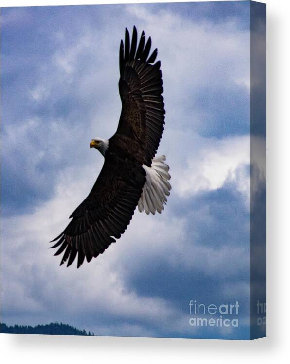 Eagle Canvas Print featuring the photograph Prince Rupert Soaring Eagle by Louise Magno