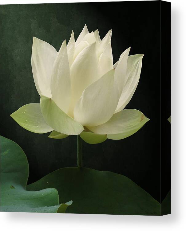 Floral Canvas Print featuring the photograph Pure Lotus by Deborah Smith