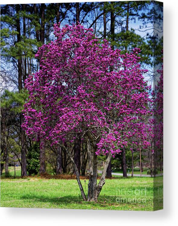 Purple Lily Magnolia Canvas Print featuring the photograph Purple Lily Magnolia by Paul Mashburn