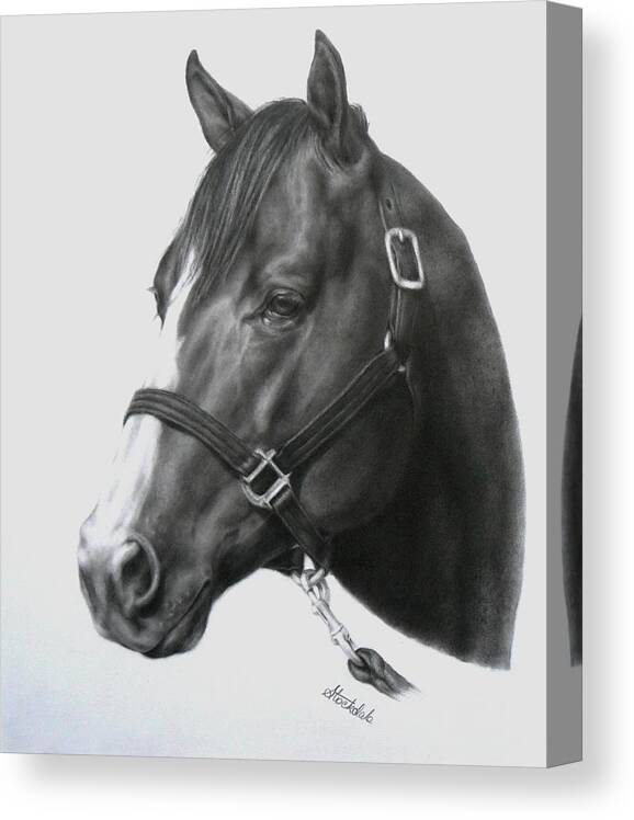 Equine Canvas Print featuring the drawing Quarter Horse Portrait by Margaret Stockdale