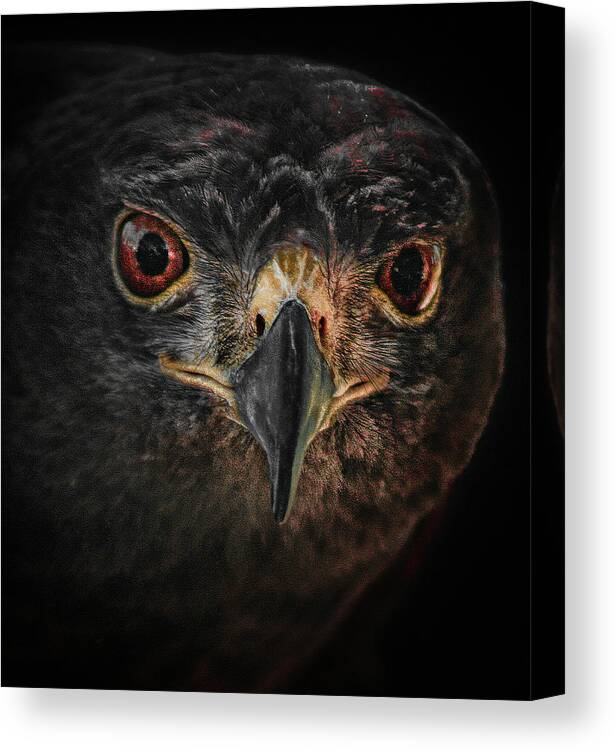 Bird Canvas Print featuring the photograph Rapt Raptor by Jim Painter