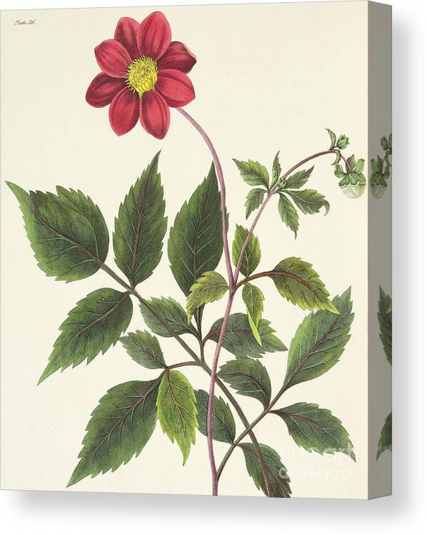 Red Canvas Print featuring the drawing Red Dahlia by Margaret Roscoe