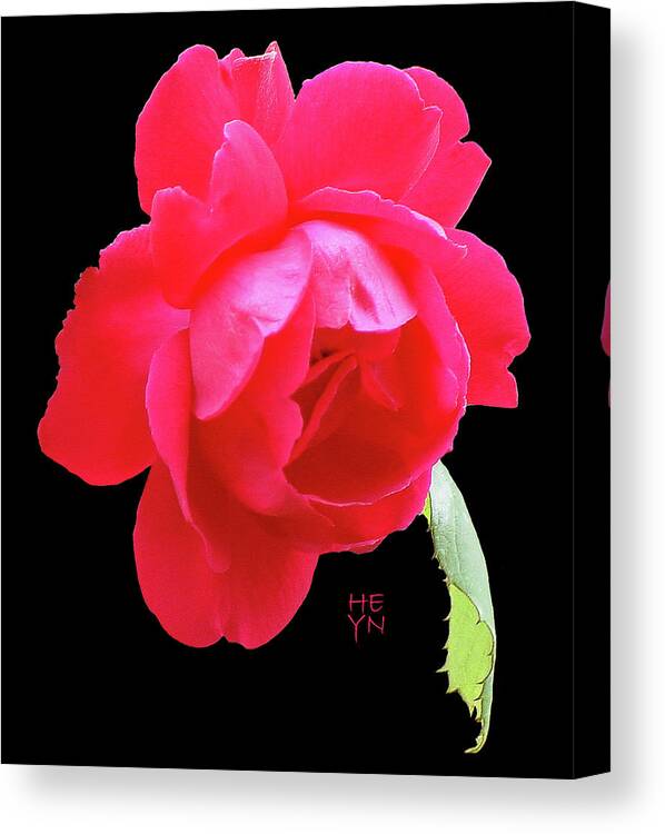 Cutout Canvas Print featuring the photograph Red Rose Cutout by Shirley Heyn