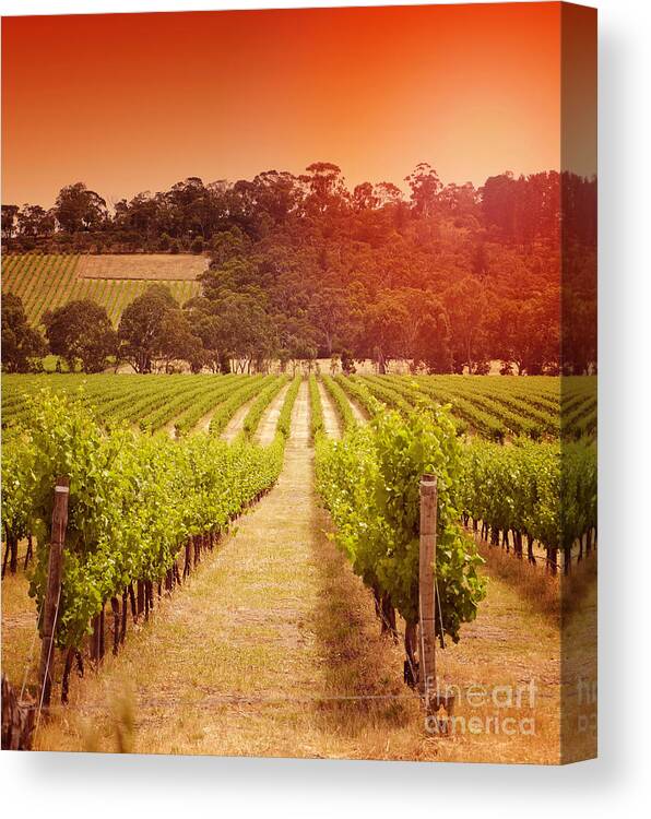 Landscape Canvas Print featuring the photograph Red Sky Grapevines by Milleflore Images
