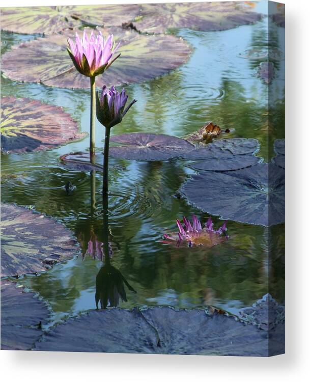 Pink Water Lilies Canvas Print featuring the photograph Ripples and Pink Lilies by John Lautermilch