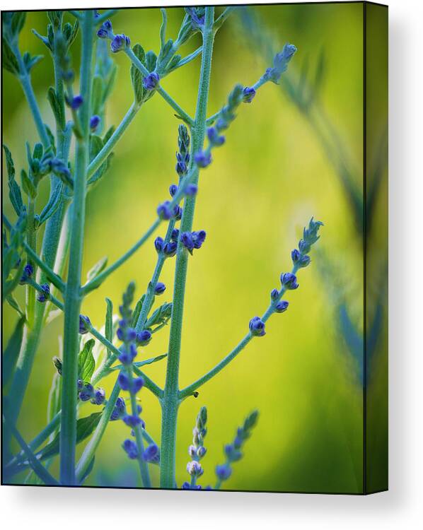 Russian Canvas Print featuring the photograph Russian Sage by Douglas MooreZart