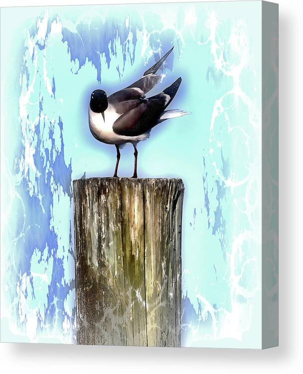 Seagull Canvas Print featuring the photograph Seagull - Laughing Gull Pop Art by HH Photography of Florida