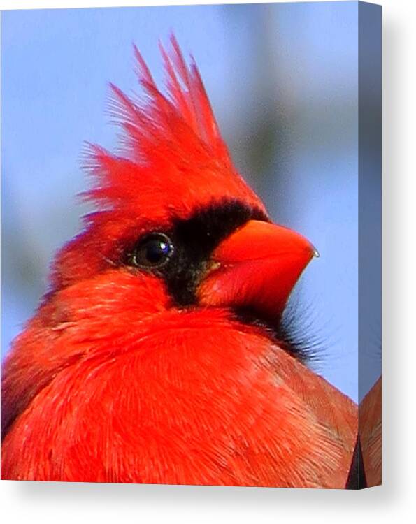 Seeing Red Canvas Print featuring the photograph Seeing Red by Suzanne DeGeorge