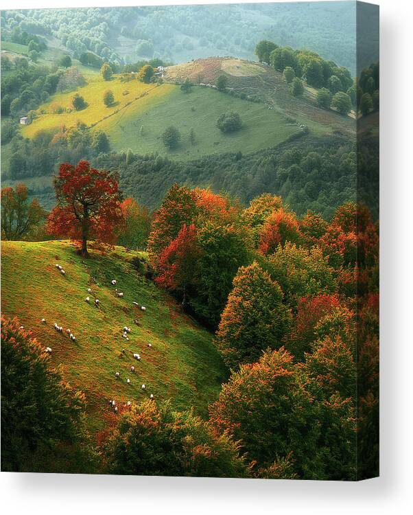 Urepel Canvas Print featuring the photograph sheep in Urepel at autumn by Mikel Martinez de Osaba