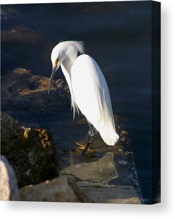 Snowy Egret Canvas Print featuring the photograph Snowy Egret by Joseph G Holland