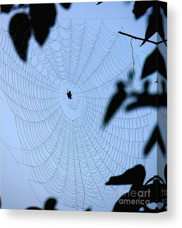 Spider Web Canvas Print featuring the photograph Spider in Web by Sheri Simmons