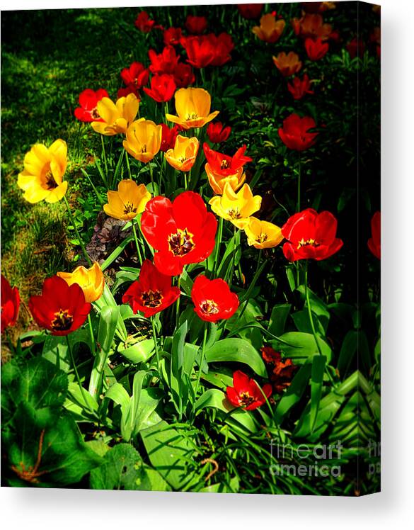 Flowers Canvas Print featuring the photograph Spring Beauty by Olivier Le Queinec