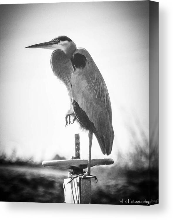 Birds Canvas Print featuring the photograph Standing Alone by Wendy Carrington