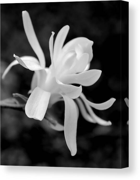 Magnolia Canvas Print featuring the photograph Star Magnolia Flower Black and White by Jennie Marie Schell
